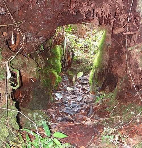 Sendero entre el bosque húmedo de la montaña